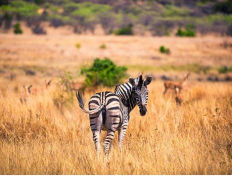 Metsi Lodge Welgevonden Game Reserve Eksteriør billede