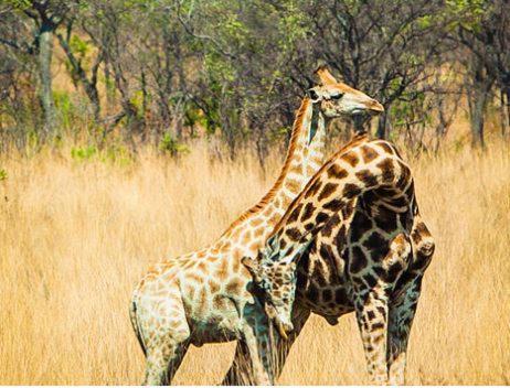Metsi Lodge Welgevonden Game Reserve Eksteriør billede