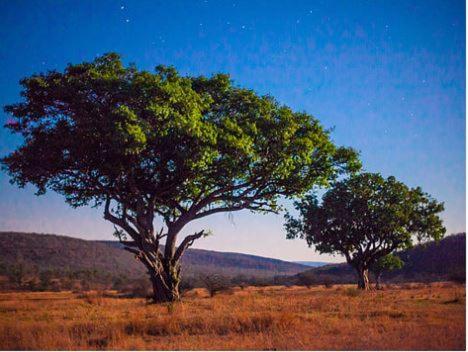 Metsi Lodge Welgevonden Game Reserve Eksteriør billede