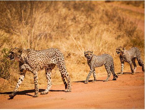 Metsi Lodge Welgevonden Game Reserve Eksteriør billede