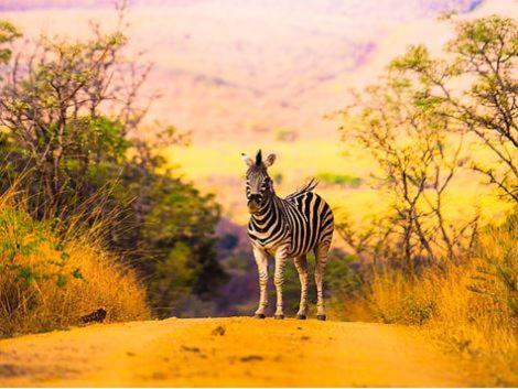 Metsi Lodge Welgevonden Game Reserve Eksteriør billede